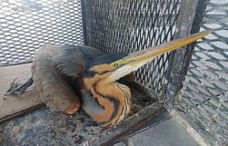 Yaralı balıkçıl kuşuna yardım eli