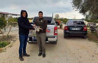 Yaralı balıkçıl tedaviye alındı