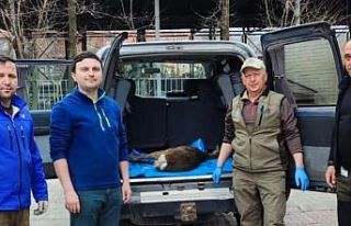 Yaralı bulunan karaca tedavi altına alındı