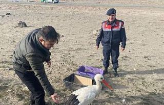 Yaralı halde bulunan leylek doğal ortamına bırakıldı