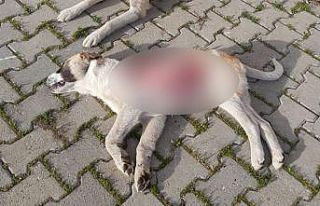 Yavru köpek derisi yüzülmüş halde ölü bulundu