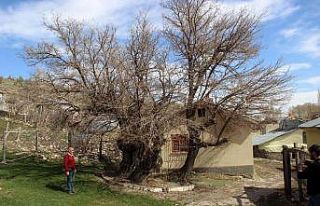 Yedi asırdır ayakta, zamana meydan okuyor
