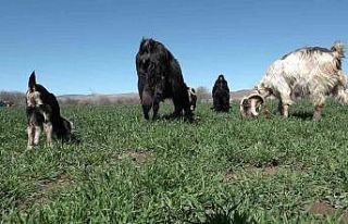 Yeni doğan keçiyi görenler gözlerine inanamadı:...