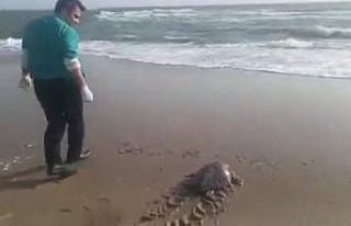 Yeşil deniz kaplumbağası tekrar deniz ile buluştu