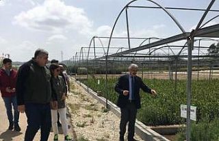 Yılmaz: "8 milyon fidan üreteceğiz"