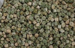 Yozgat’ta kuru bezelye deneme ekimi yapıldı