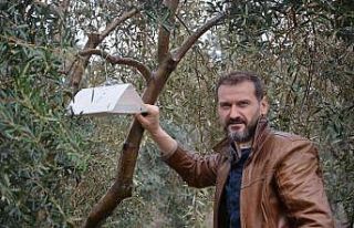 Zeytin ağaçlarında hastalık ve zararlıların...