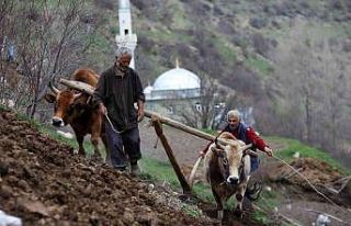 Zorlu şartlara rağmen karasaban ile üretime devam...