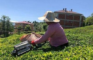 10 günde 50 bin ton yaş çay alan ÇAYKUR’dan...