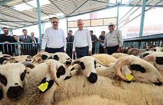 200 aileye 400 damızlık koç ve teke hibe desteği...