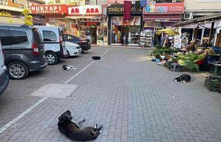 260 yıllık pazardaki bakımsızlık satıcıları...