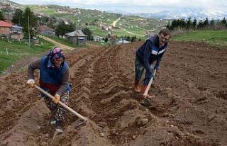 2 bin rakımlı yaylada patatesler toprakla buluştu