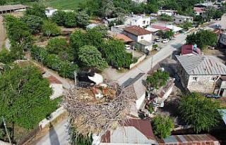 45 yıldır aynı caminin minaresine yuva yapıyorlar