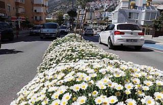 630 bin çiçekle Alanya rengarenk olacak