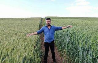 7 bin yıllık buğday Diyarbakır’da boy gösterdi,...