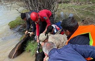 Adacıkta mahsur kalan 16 büyükbaş hayvan kurtarıldı