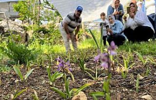 Adana, salebin üretim merkezi olacak