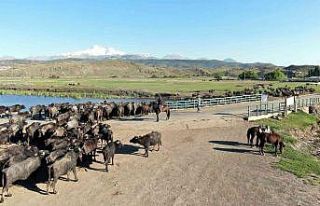Afrika değil Kayseri