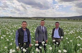 Afyonkarahisar’da bu yıl en çok haşhaş Dinar’da...