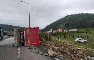 Ağaç kökü yüklü tır devrildi, sürücüsü...
