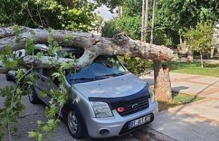 Ağaç park halindeki aracın üzerine devrildi
