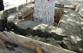 Ağacın kökünün betonla kapatılmasına karşı...