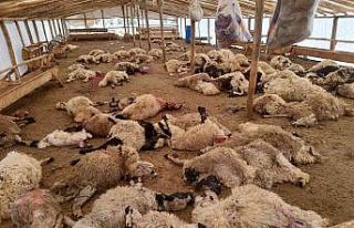 Ağıla giren kurt sürüsü 200 küçükbaş hayvanı...