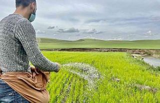 Ağrı’da yağışlar etkili oldu, çiftçi eski...