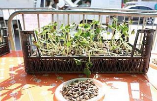 Alanya’da su kabağı fidesi dağıtımı devam...