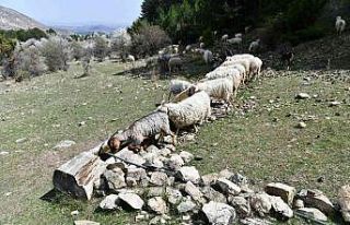 Ankara Büyükşehir Belediyesi’nden hayvancılık...