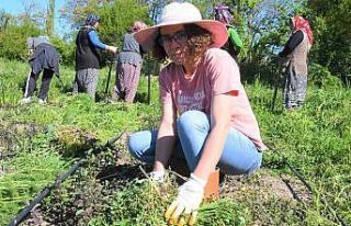 Ankara’dan Samsun’a gelip tarlaya girdi, sigortasını...