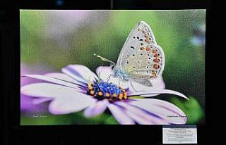 Ankara’nın kelebek dünyası başkentlilerle buluşturdu