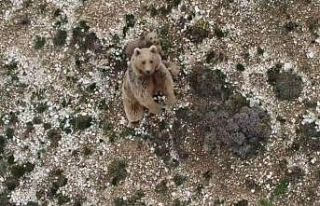 Anne boz ayı ve 3 yavrusu dron ile görüntülendi