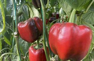 Antalya’da Kaliforniya biberi sezonu sona erdi