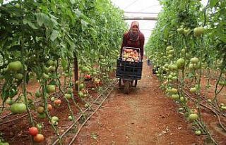 Antalya’da serada 40 dereceye yaklaşan sıcaklıkta...