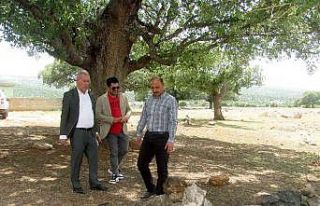 Araban’da ’’asırlık ağaç’’ seferberliği