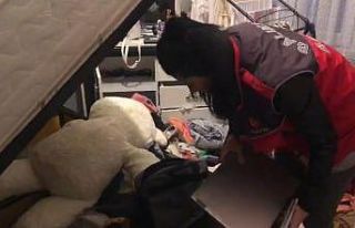 Araç kiralama operasyonunda ikinci dalga