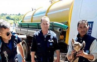 Aracın çarptığı şahin yaralandı