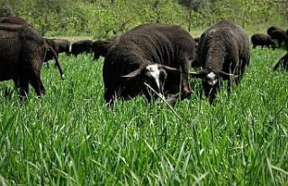 Aracıyı ortadan kaldırdılar ayda 5 ton et satıyorlar