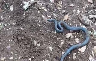 Arazi genişletirken kayaların altında 2 metrelik...