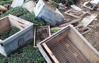 Arhavi’de aç kalan ayılar kovanları parçaladı