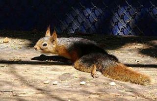 Arka ayaklarından felçli olarak bulunan sincap tedaviye...