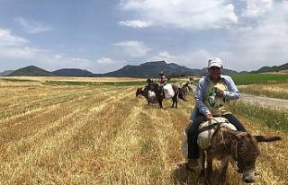 Arpa hasadı başladı, edeler at ve eşekleriyle...