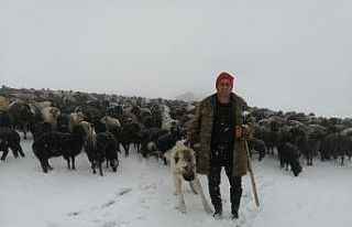 Artvin’de Mayıs ayında kar yağdı, sürü sahipleri...