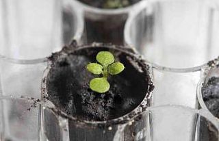 Ay’dan getirilen toprakta ilk kez bitki yetiştirildi