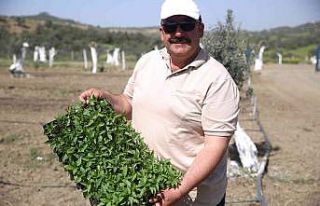Aydın’da "Ata Tohumları Projesi" büyümeye...