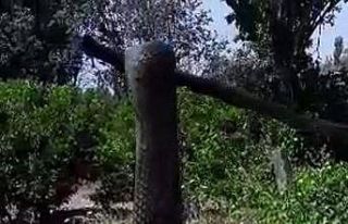 Aydın’da dev yılan korkuttu