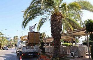 Aydın’da kırmızı palmiye böceği kontrolleri...