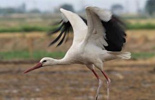 Aydın’ın sembolü leylekler gelmez oldu