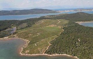 Ayvalık’ta yanan ormanlık alanlarda yeşil yeniden...